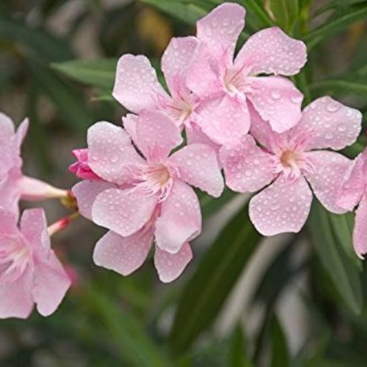Pink Oleander Seeds - Nerium Oleander - Exotic Garden Tree Seeds - 60 Pack for Landscaping and Garden Use
