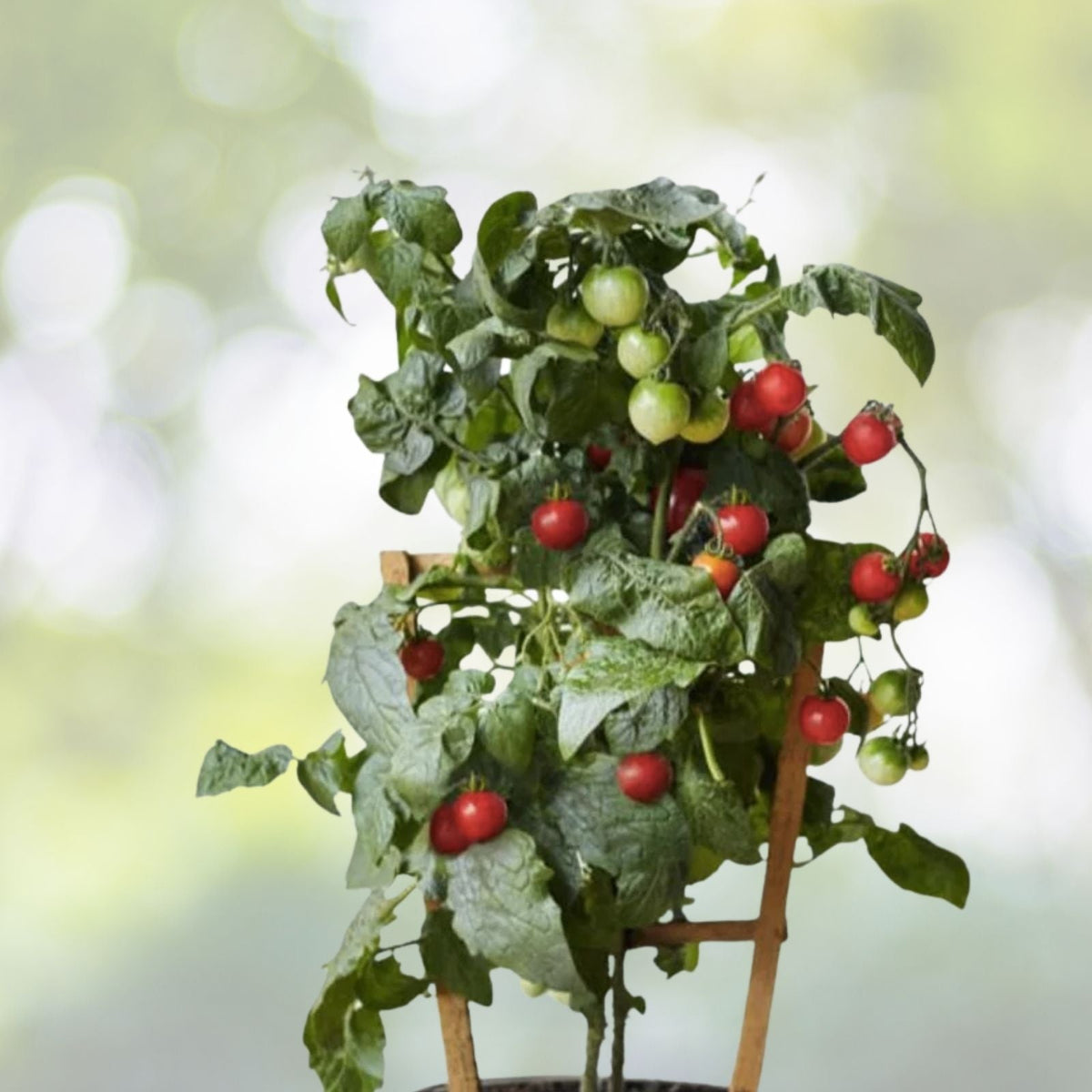 Cherry Tomato Seeds | Large Heirloom Non-GMO | Solanum lycopersicum Vegetable Seeds