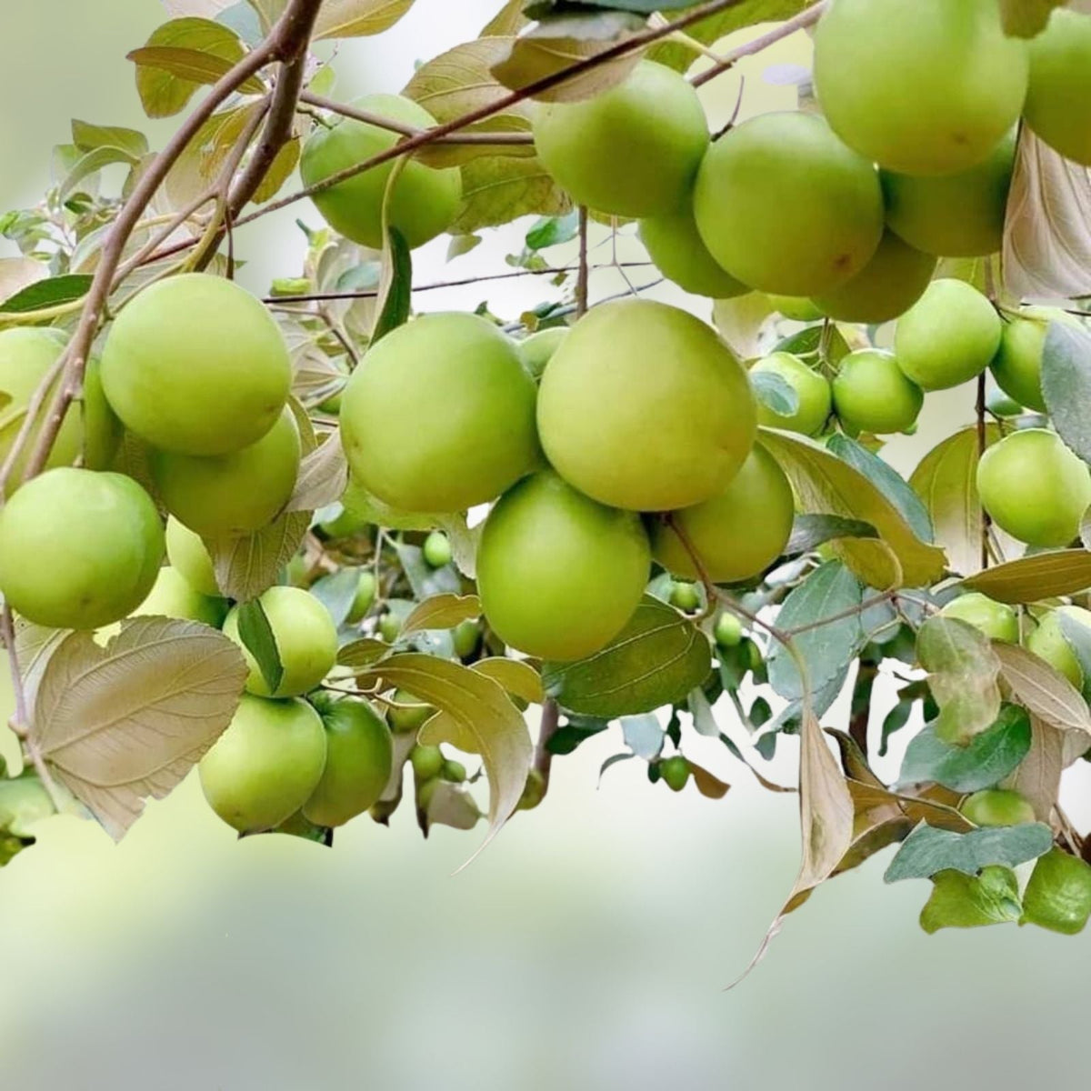 Taiwan Green Jujube Tree Graft Cutting 10" Juicy Sweet Ziziphus jujuba Fruit Tree, Edible, Fruit-bearing Plant