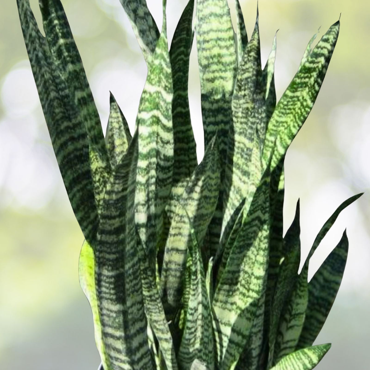 Sansevieria Wintergreen Snake Plant 3 Gallon Pot - Sansevieria trifasciata 'Wintergreen' - Hardy Air Purifying Indoor Plant