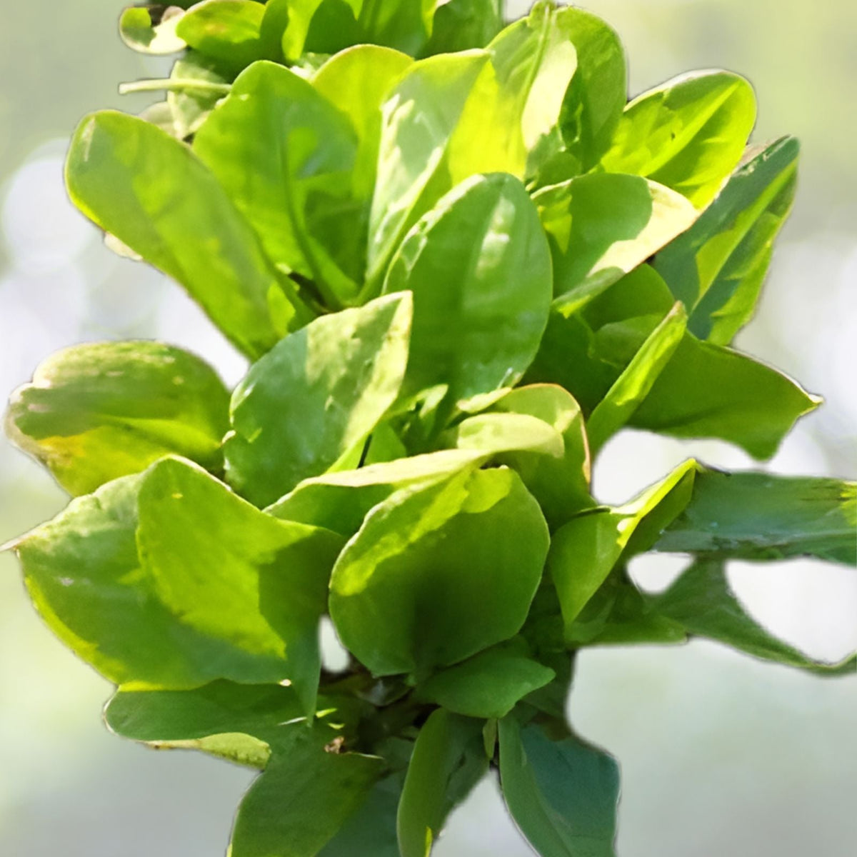 Large Leaf Sorrel Seeds - 100+ Rumex acetosa Organic Heirloom Non-GMO Herb Garden Seeds