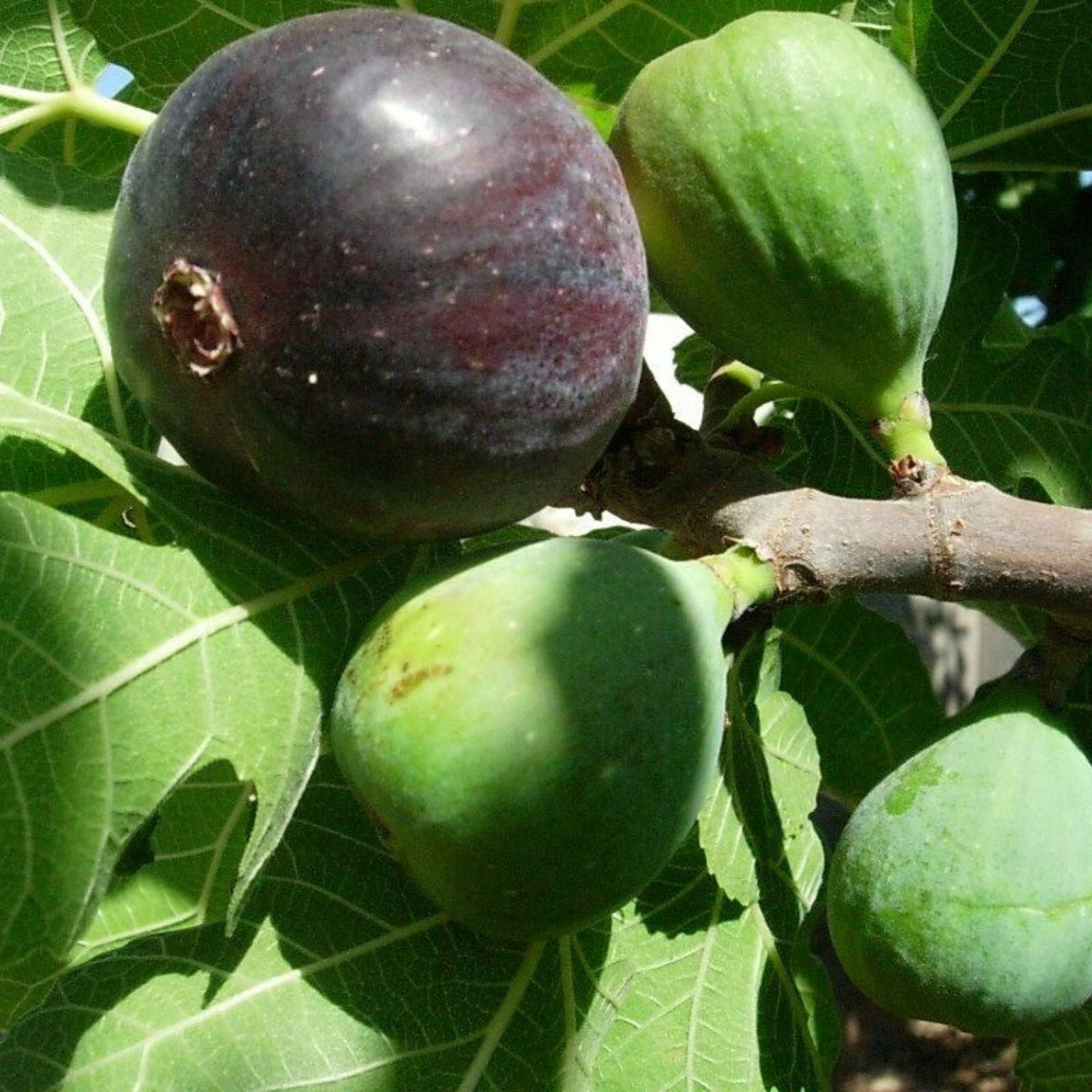 Heirloom Fig Tree Cuttings 2 Pack Lebanese Black Purple Ficus carica Vigorous Prolific Fruit Plant
