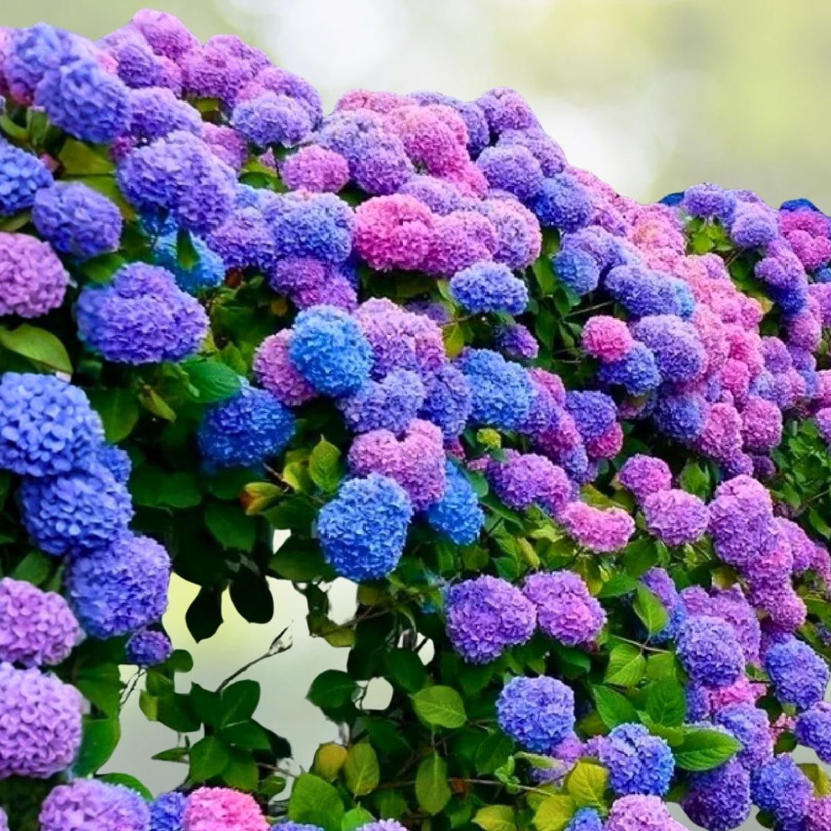 Hydrangea Seeds 85 or 250 Count Spring Mix Non-GMO Flower Seeds Ideal for Gardens & Flower Beds Hydrangea macrophylla