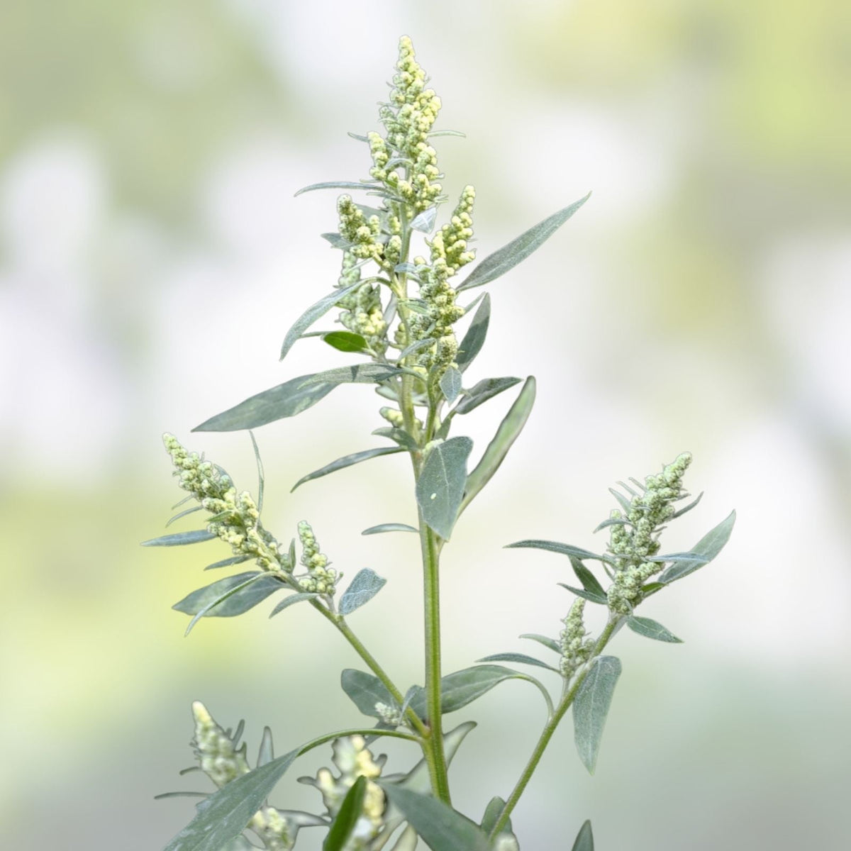 Lambsquarters Seeds 100 Pack Organic Edible Greens Chenopodium album Vegetable Garden Planting