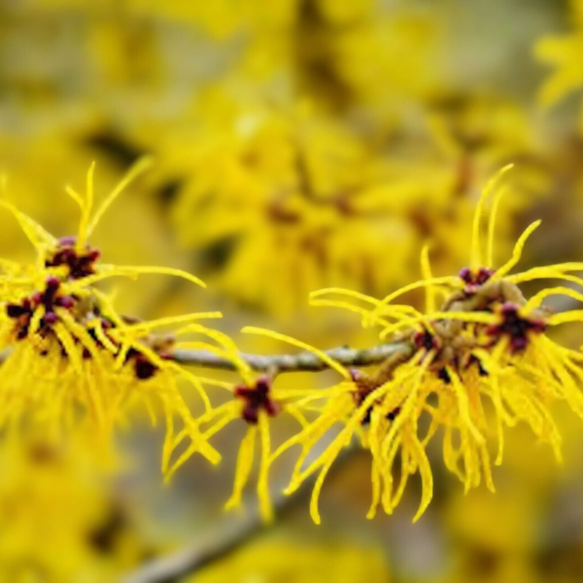 Witch Hazel Shrubs 12-18in Live Plants Bare Root Hamamelis virginiana 5-Pack Deciduous Flowering Bushes for Garden
