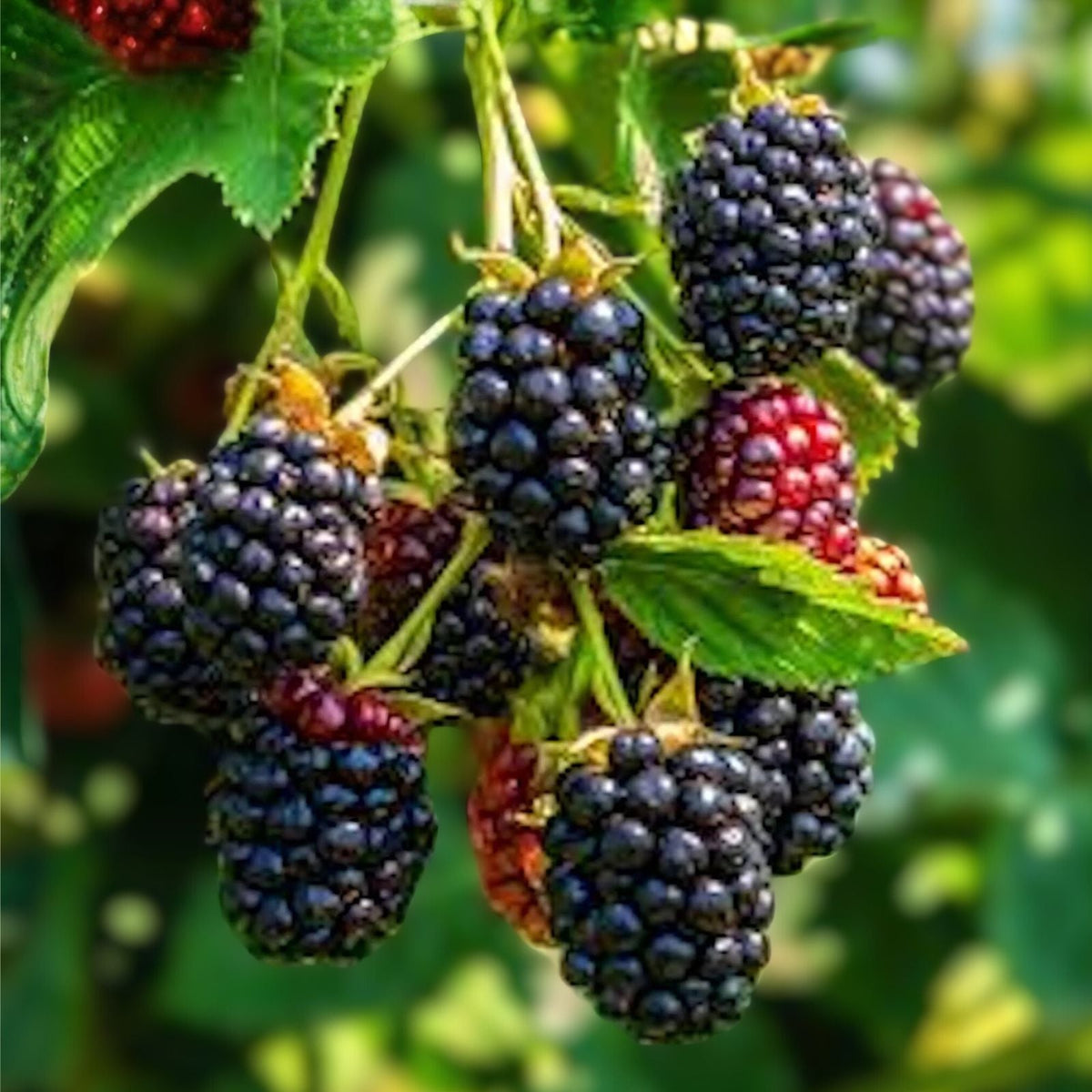 Thornless Blackberry Plant - 5 Bare Roots - Triple Crown Edible Fruit - Rubus fruticosus - Easy Care High Antioxidant Shrubs