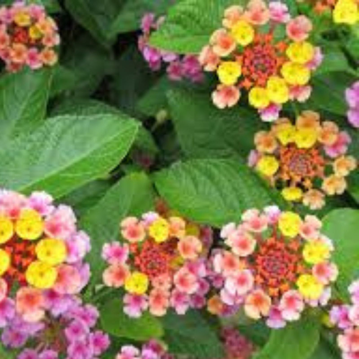 Lantana Plug 3 5" Tall Chapel Hill Pink Cold Hardy Groundcover Plants Lantana camara