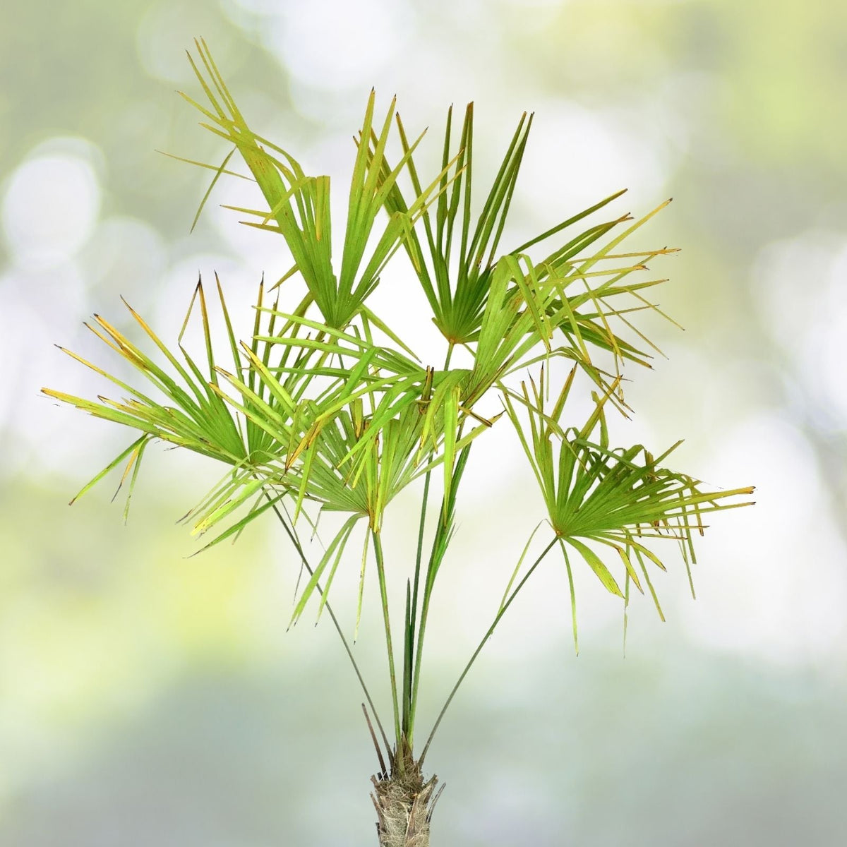 Windmill Palm Bonsai Tree Seeds - 6 Seeds - Trachycarpus fortunei - Indoor/Outdoor Planting