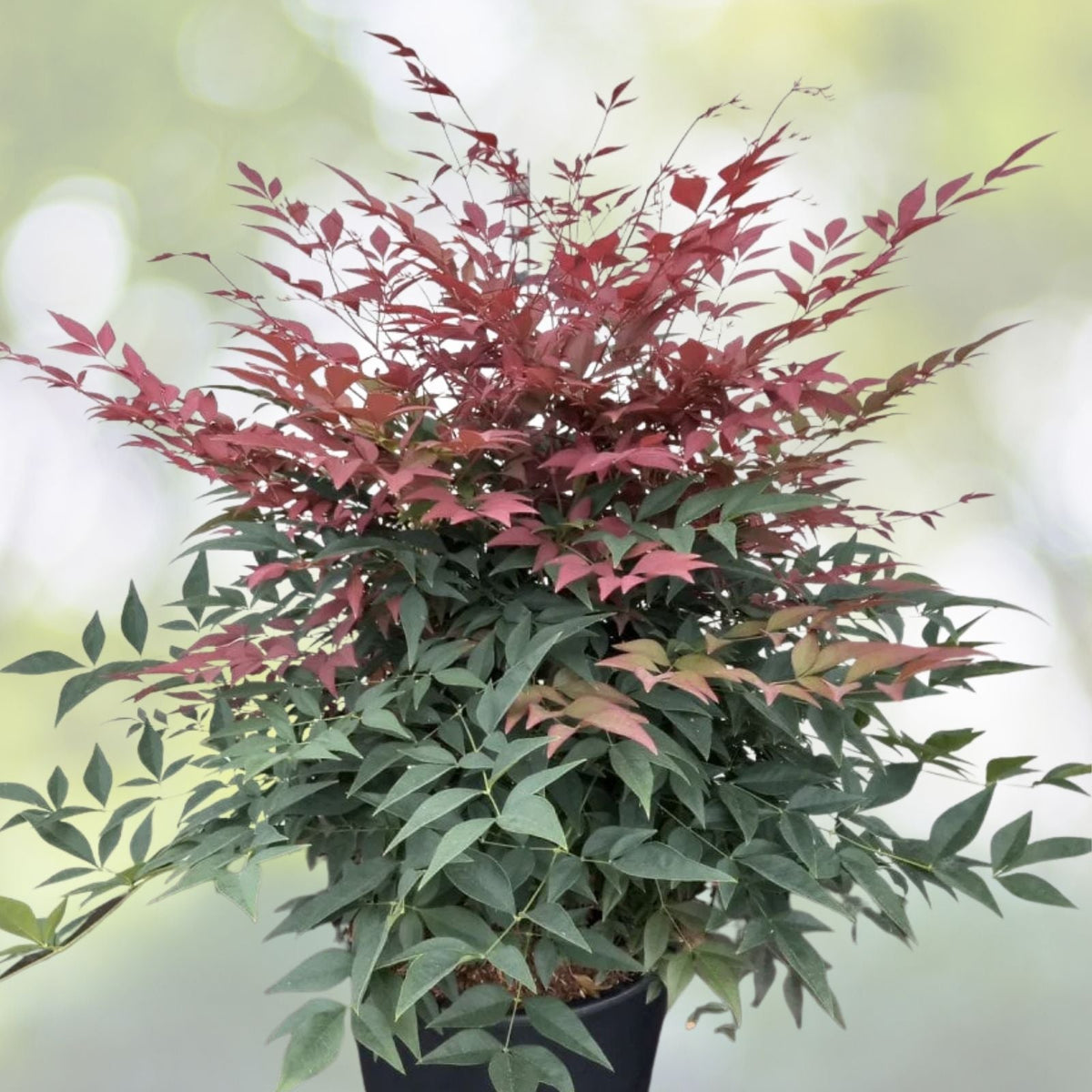 Nandina Domestica Live Plants 3-Pack - 3"-6" Heavenly Bamboo Shrub Seedlings (Nandina Domestica)