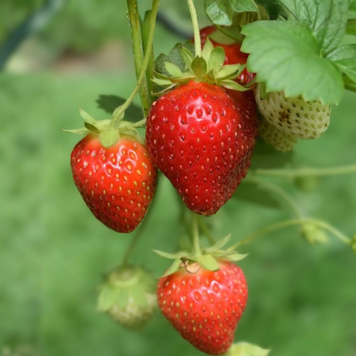 Allstar Strawberry Plants - 3 Bare Root Perennials, Large Sweet Berries, Fragaria x ananassa, Zones 4-9