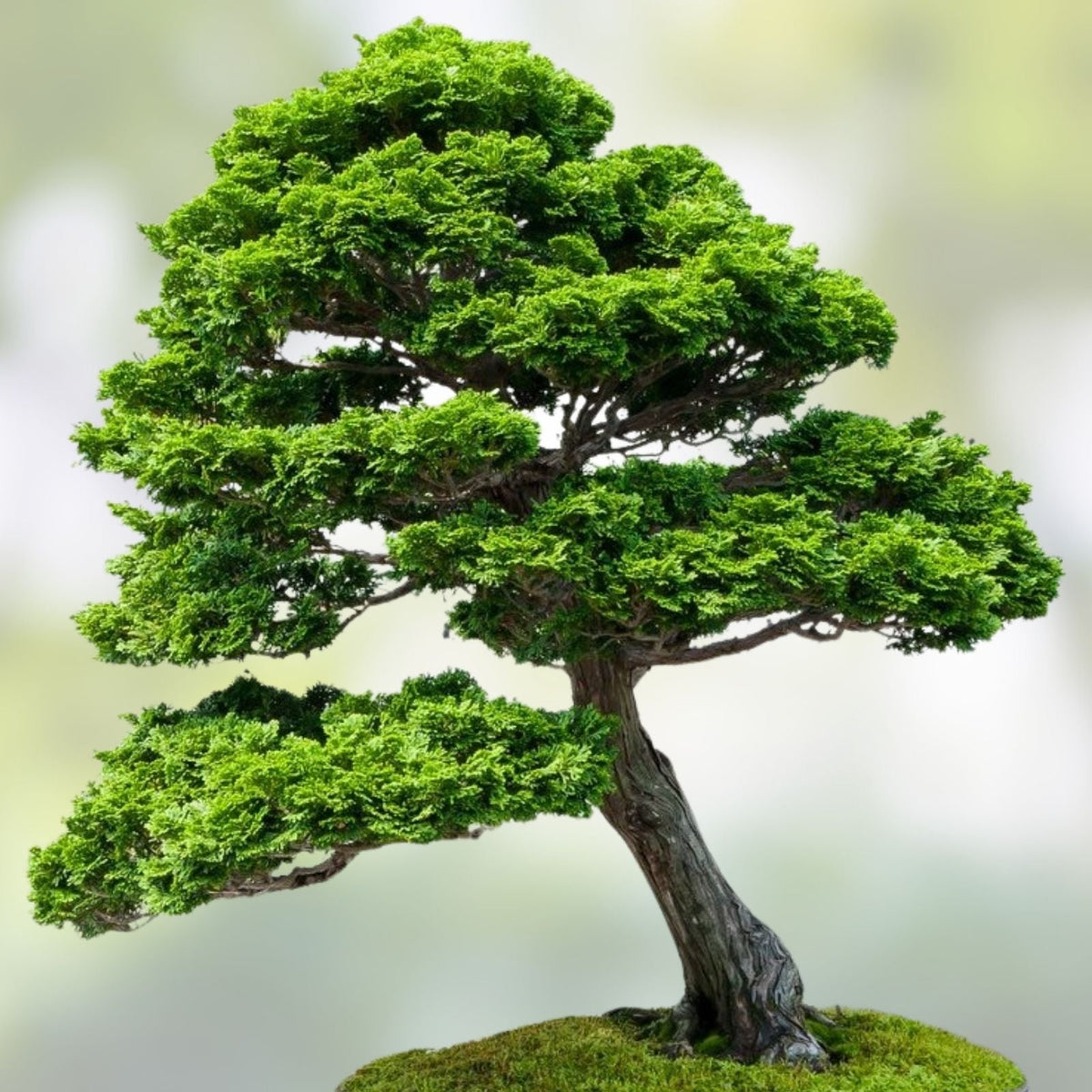 Hinoki Cypress Bonsai Tree Seeds, 20 Pack, Evergreen, Chamaecyparis obtusa, Decorative Indoor Plant Seeds