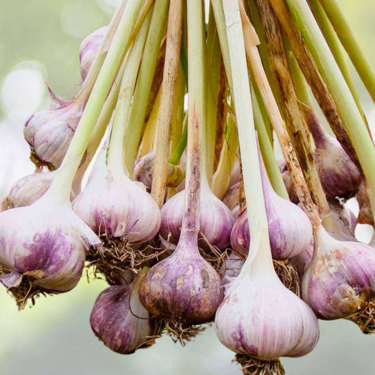 Organic Large Garlic Cloves for Planting 15 Pack Allium sativum