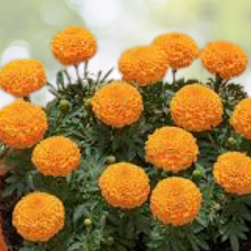 Orange Inca Marigold Seeds 100 Count Organic Tagetes erecta USA Grown Garden Flower