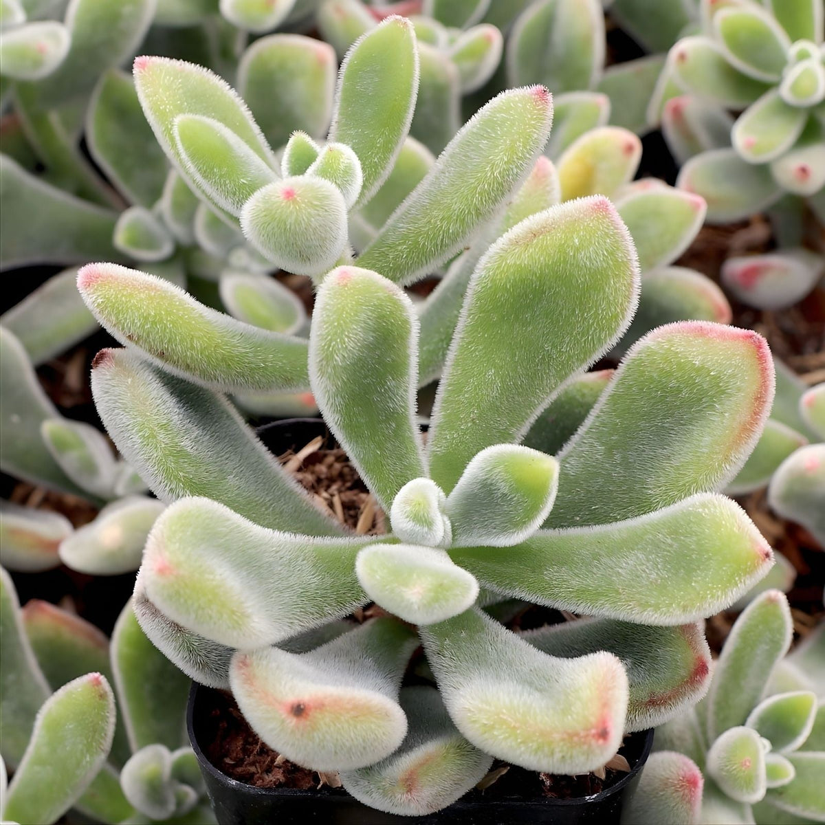 Echeveria Pulvinata Succulent Cuttings 1" Fuzzy Red Variety Live Plant, Echeveria Pulvinata Succulent