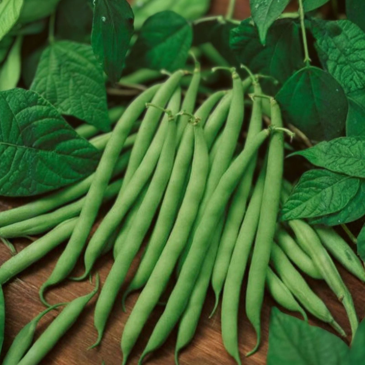 Heirloom Blue Lake Bush Green Bean Seeds – 20+ Phaseolus vulgaris Garden Beans for Fresh Cooking and Preservation