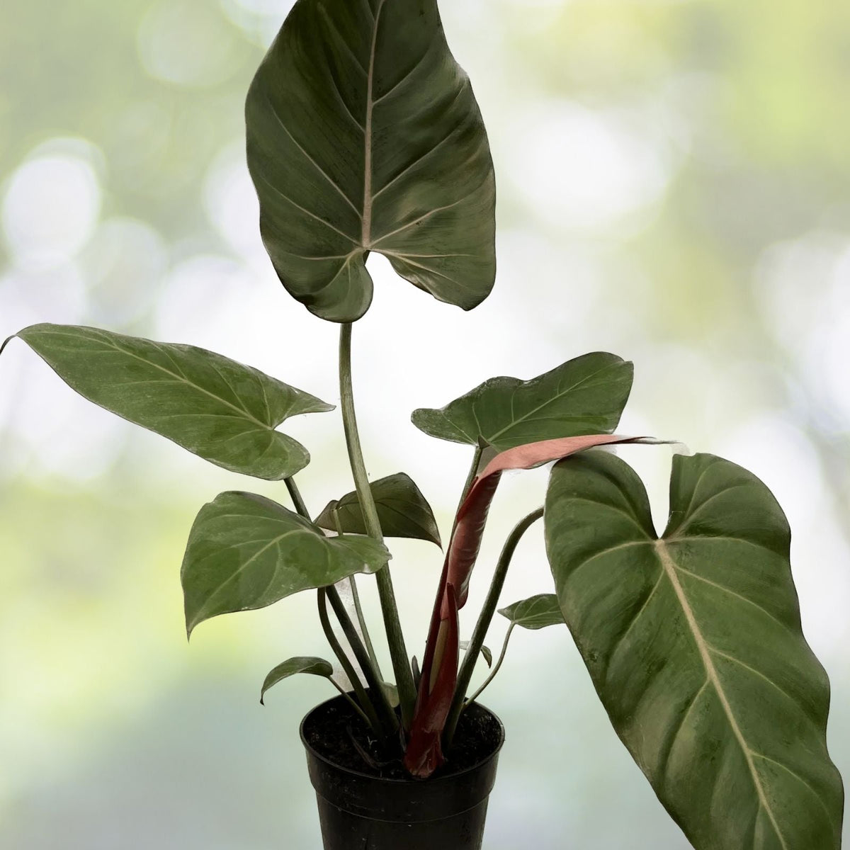 Philodendron Summer Glory 6" Pot - Colorful Hybrid with Smooth Foliage, Philodendron McColley's Finale x Gloriosum