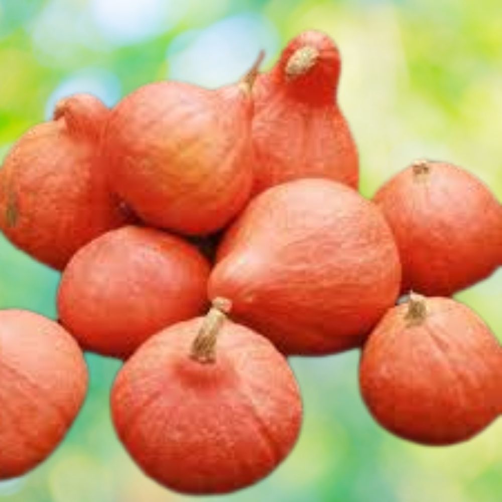 Organic Red Kuri Squash Seeds 10 Count Heirloom Variety Cucurbita pepo USA Grown
