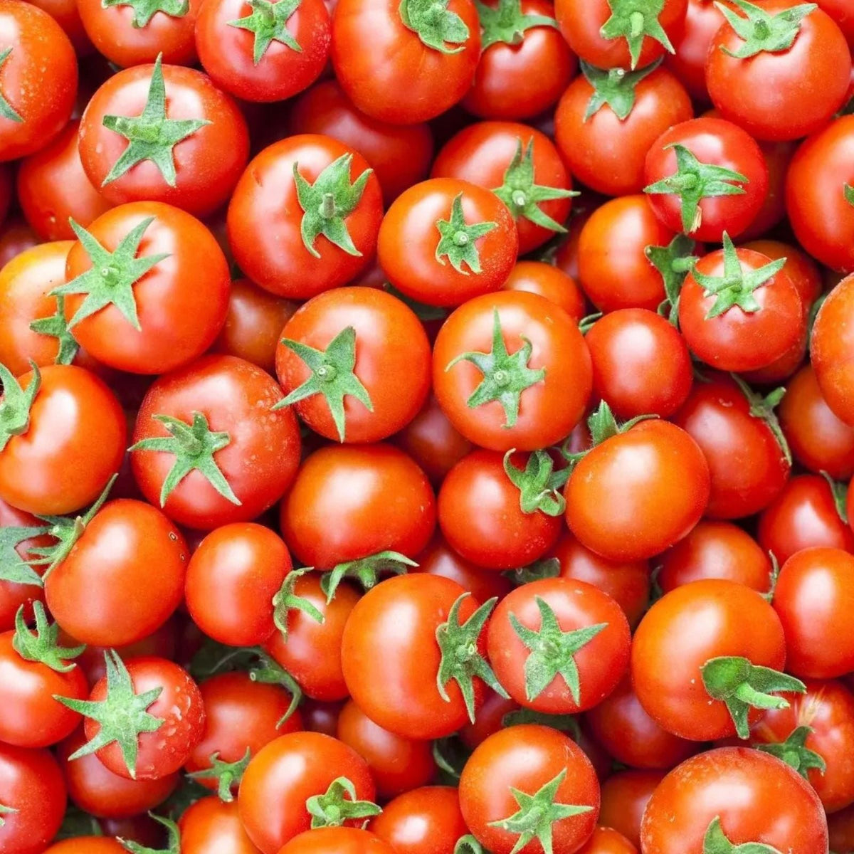 Tomato Seeds 1000 Count Chef's Choice Red Heirloom Solanum lycopersicum Heavy Producer Vining Plant