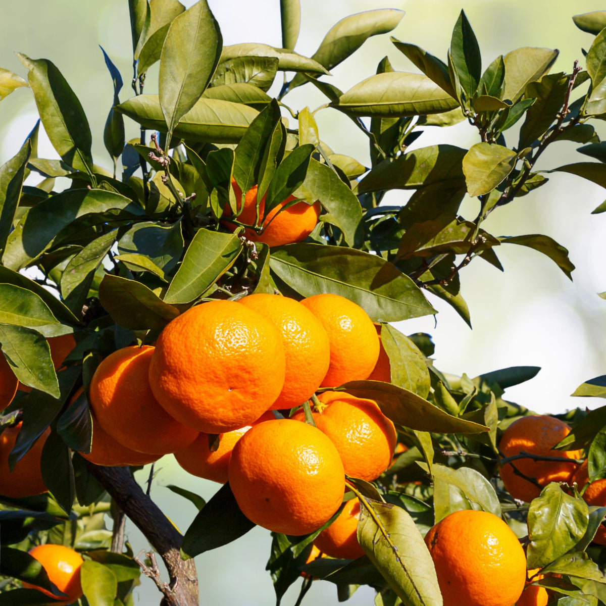 Organic Satsuma Orange Tree Seedlings Citrus unshiu Ideal for Home Gardeners & Container Planting