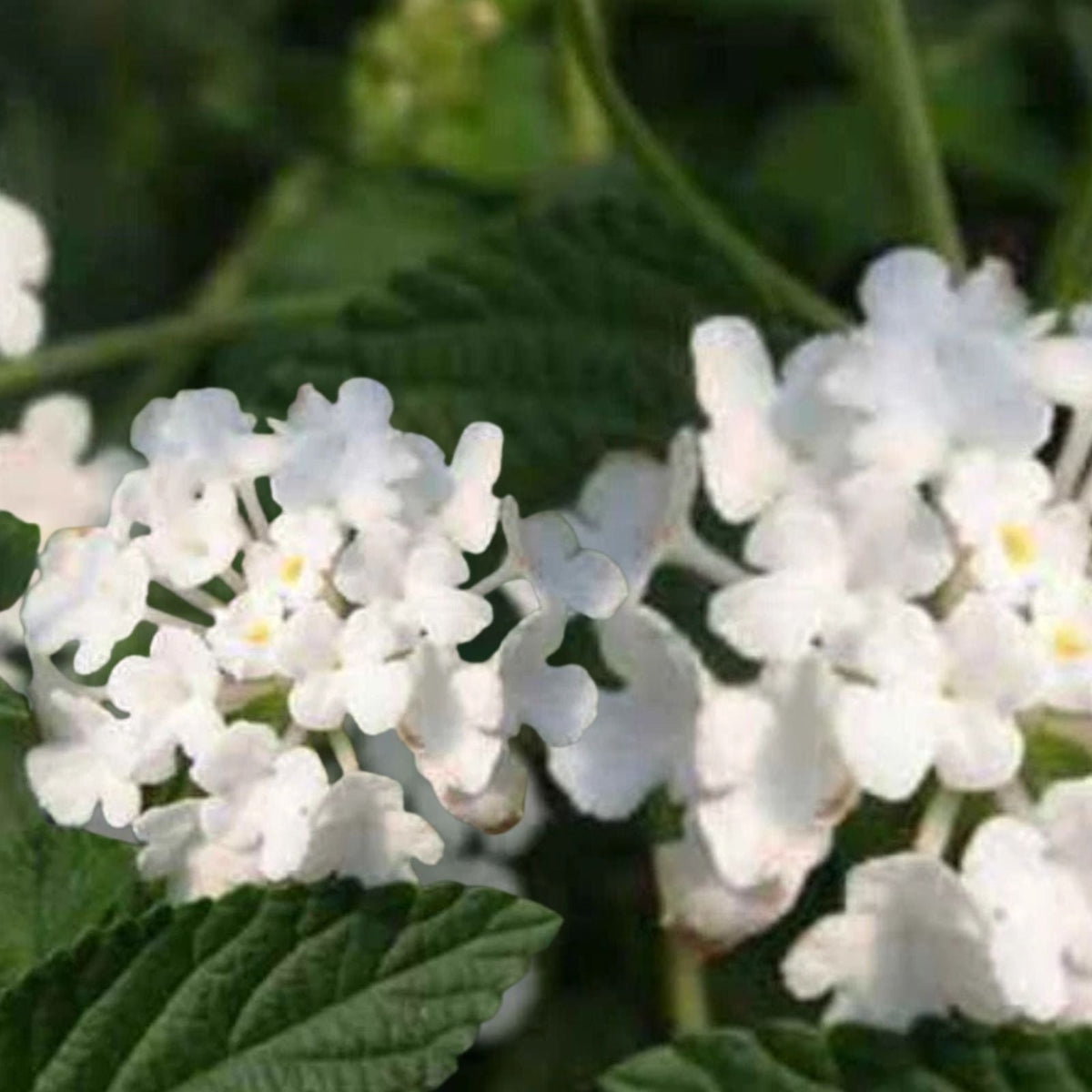 Lantana White Live Plant Hardy Groundcover 3 to 5 Inch Tall Lantana camara Ships Without Pot