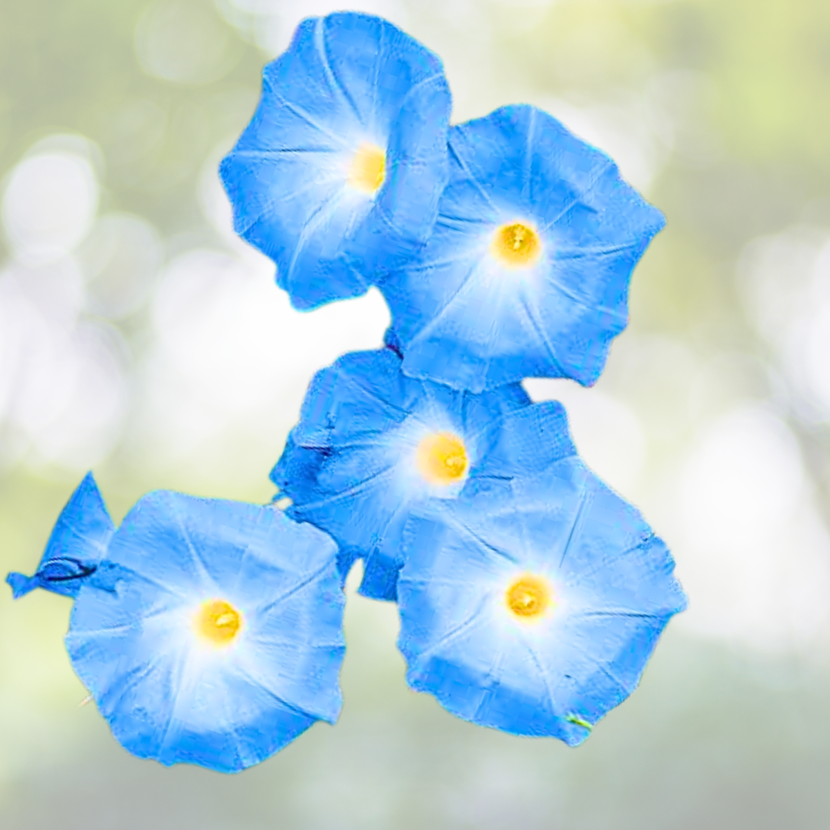 Morning Glory Seeds - 100 HEAVENLY BLUE Non-GMO Heirloom Vine - AAS Winner (Ipomoea tricolor) - Bees Love