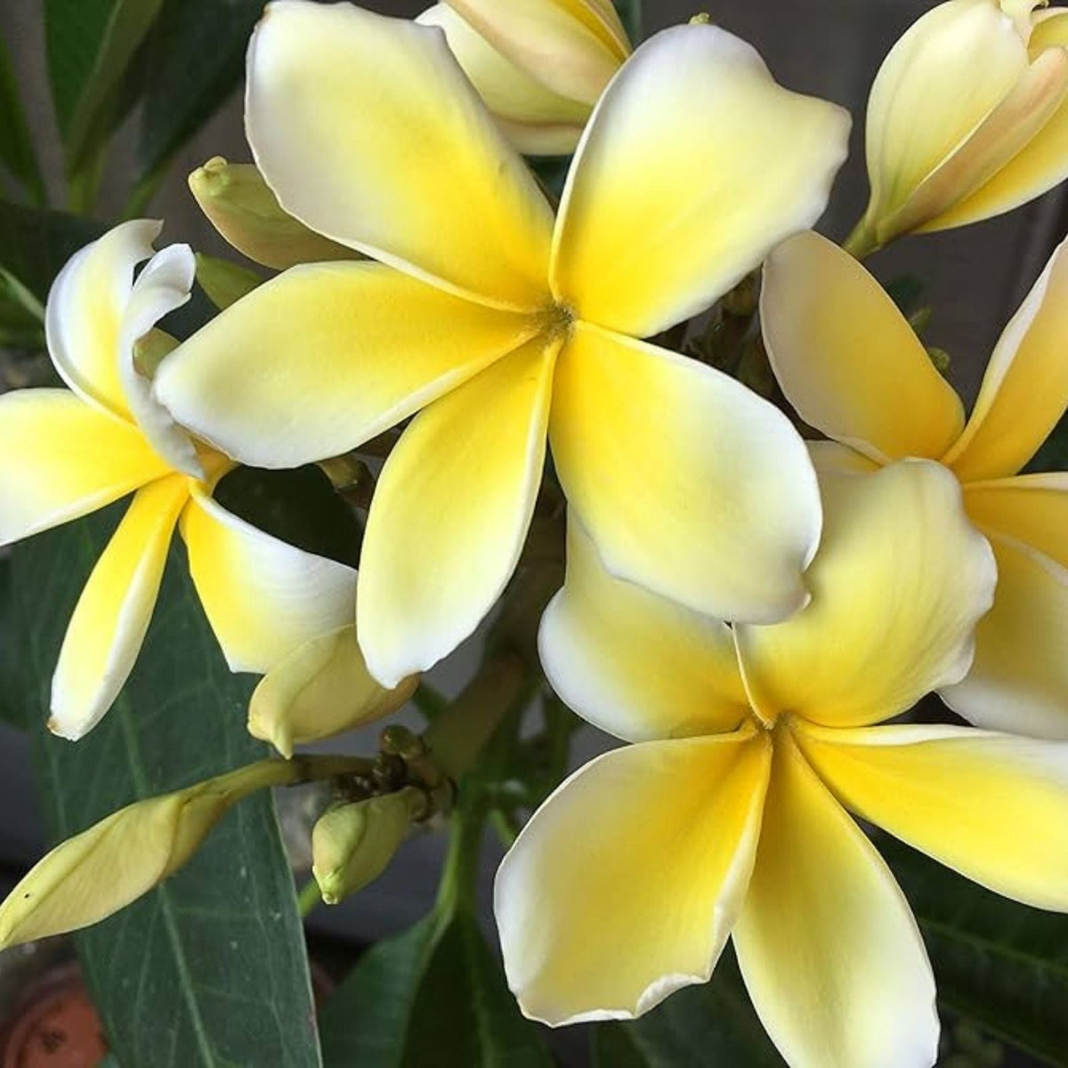 Celadine Plumeria Cutting - Yellow Gold White Flowers - Plumeria rubra - Frangipani Plant for Garden or Indoor