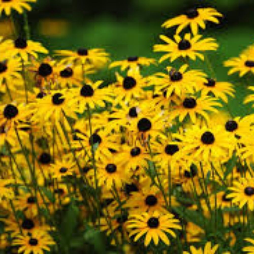 Gloriosa Daisy Seeds 1000 Pack Organic USA Grown Rudbeckia Hirta Wildflower Garden Plant