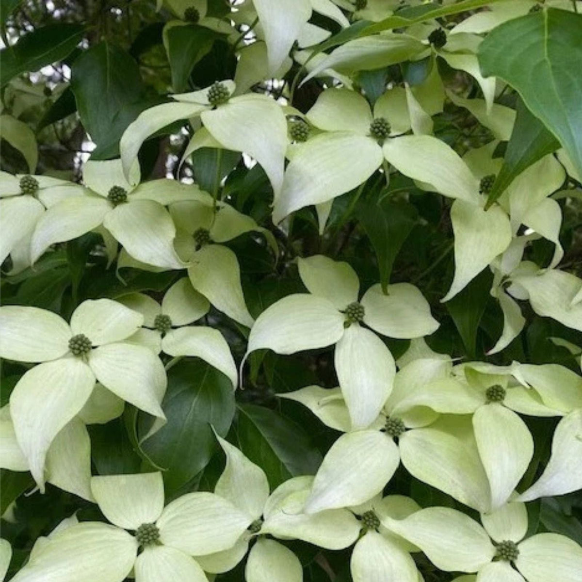 Kousa Dogwood Trees Set of 2 12" Tall, 4" Pot White Blooming Cornus Kousa Shrubs