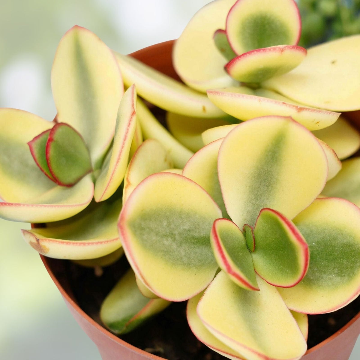 Succulent Plant Pair - 1" Variegated Crassula Perforata - Live Houseplants - Crassula perforata 'Variegata'
