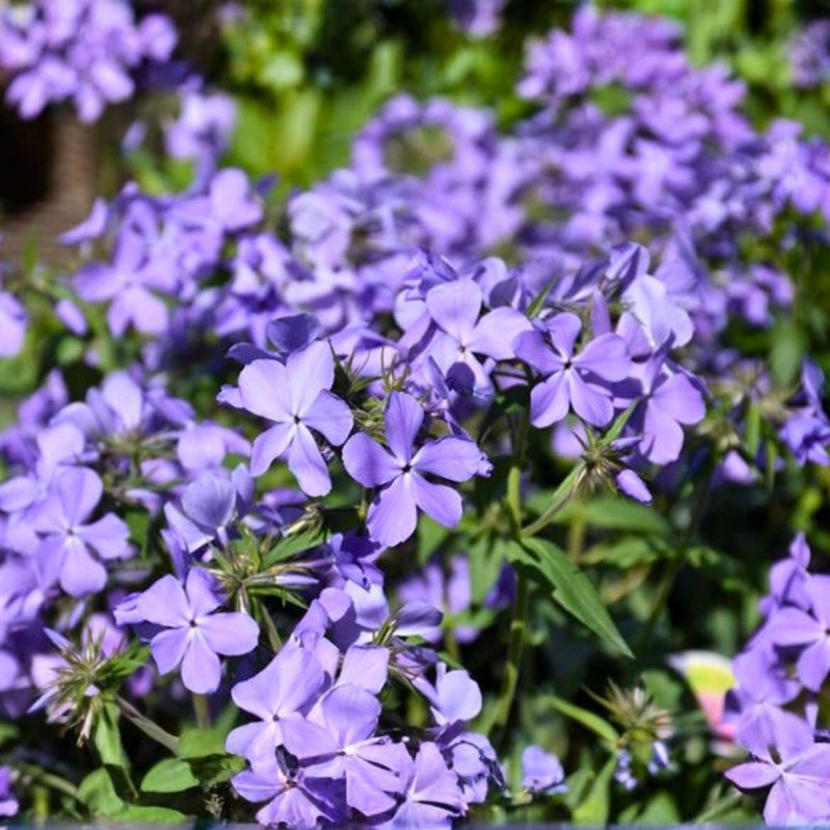 Phlox Seeds 125 Count Blue Moon Variety Annual Garden Flower Seeds Phlox paniculata