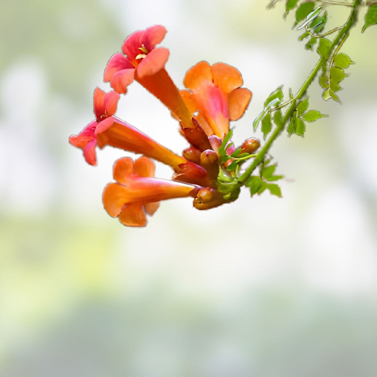 Orange Trumpet Vine Cuttings 6-10" Set of 12 Campsis radicans Hummingbird Vine for Gardens and Landscaping