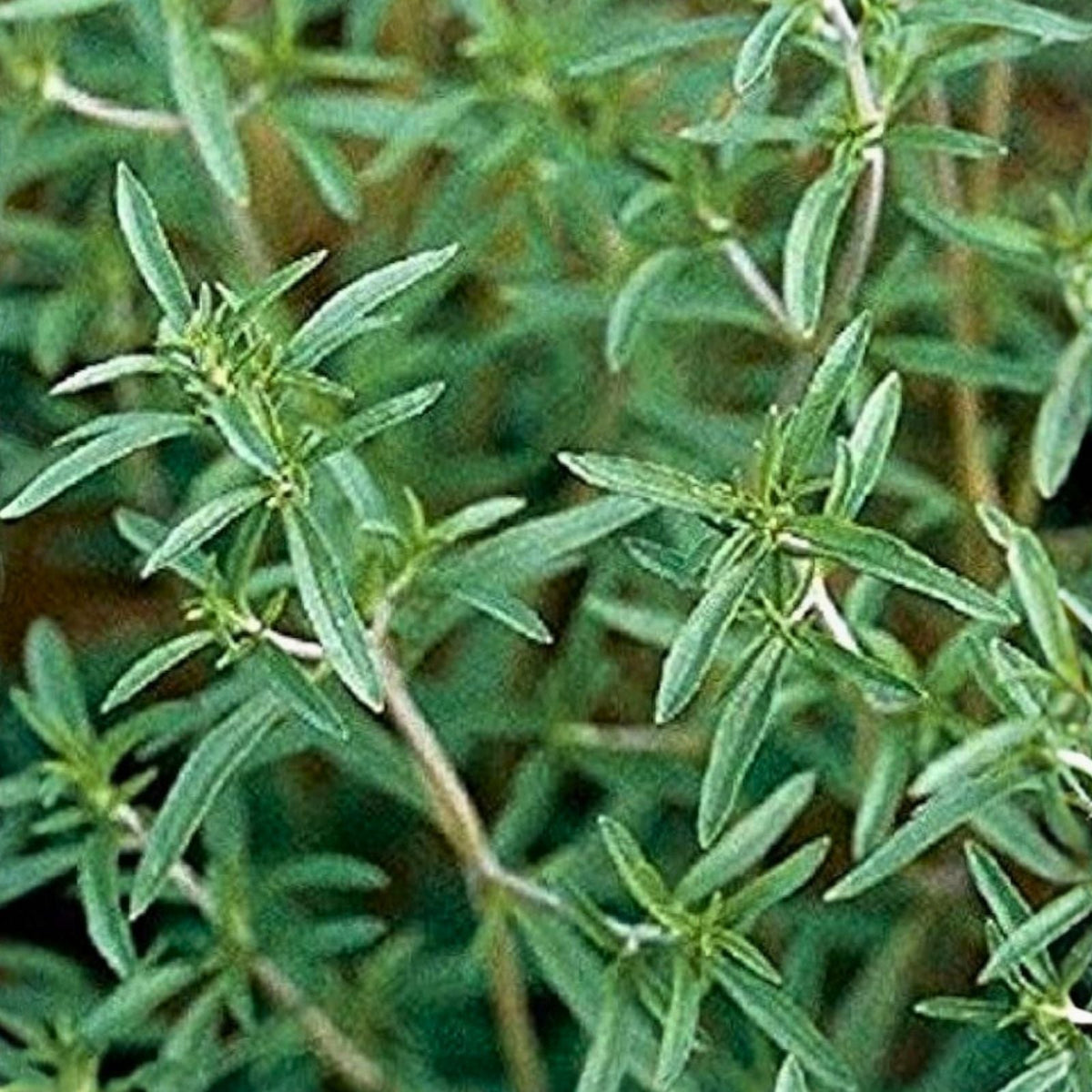 Summer Savory Herb Seeds - 500+ Non-GMO Heirloom Seeds for Garden Spice - Satureja hortensis