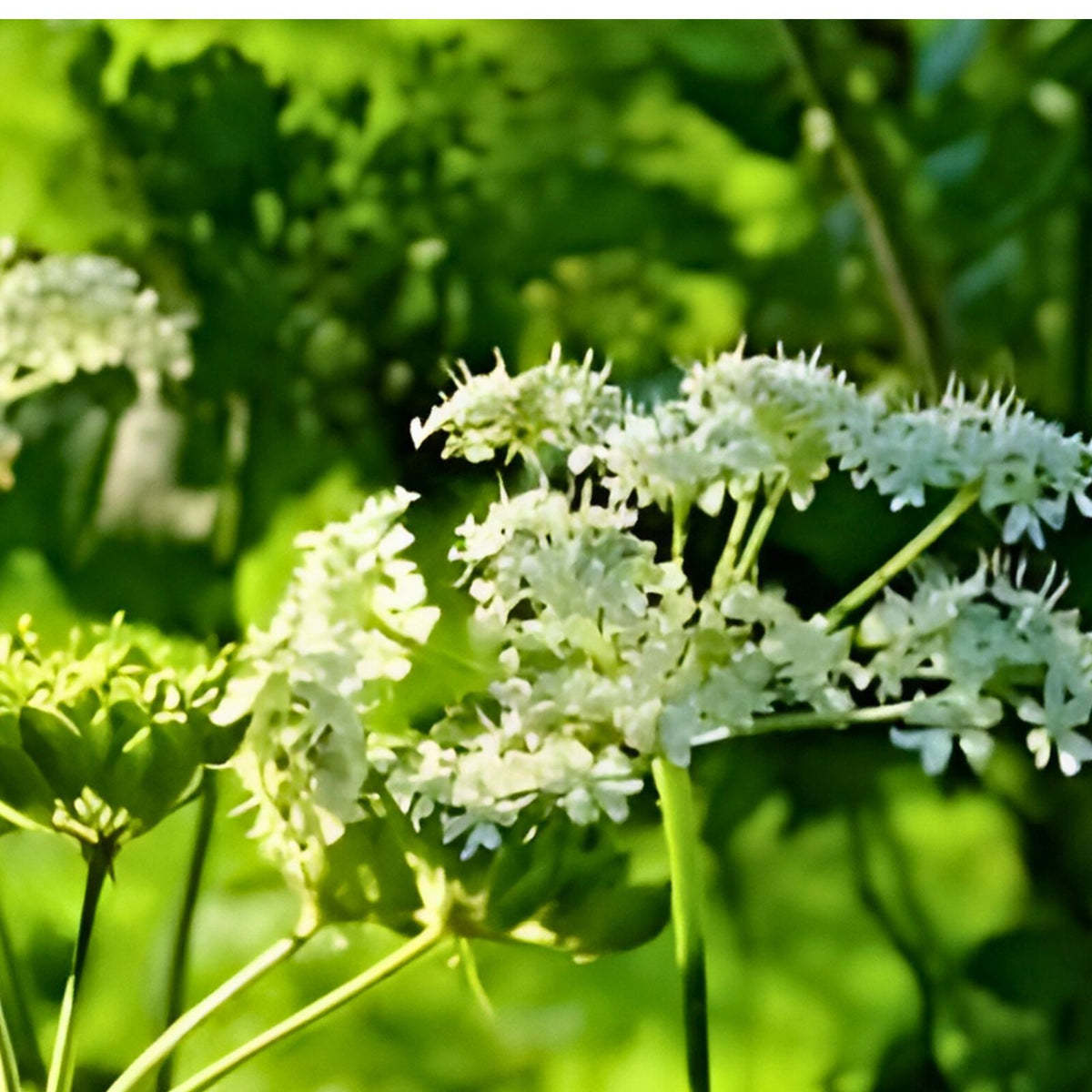 Anise Seeds 50+ Heirloom Seeds - Aromatic Herb Spice Pimpinella anisum for Cooking & Gardening