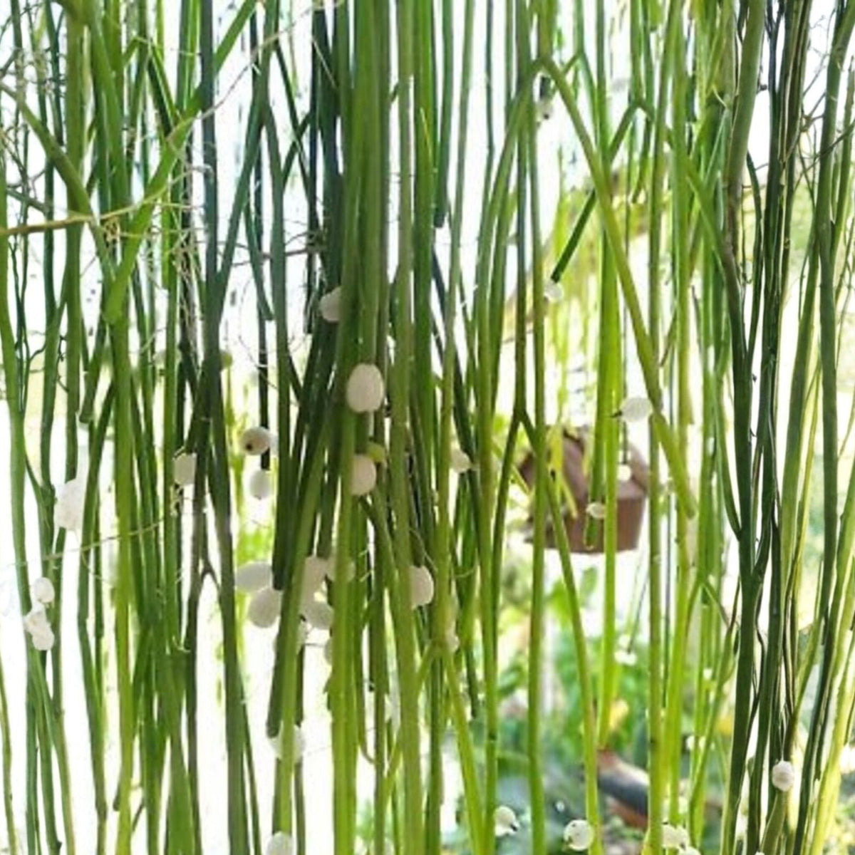 Rhipsalis Cuttings - 6 Epiphytic Cactus Clippings with White Blooms - Rhipsalis baccifera ssp. baccifera