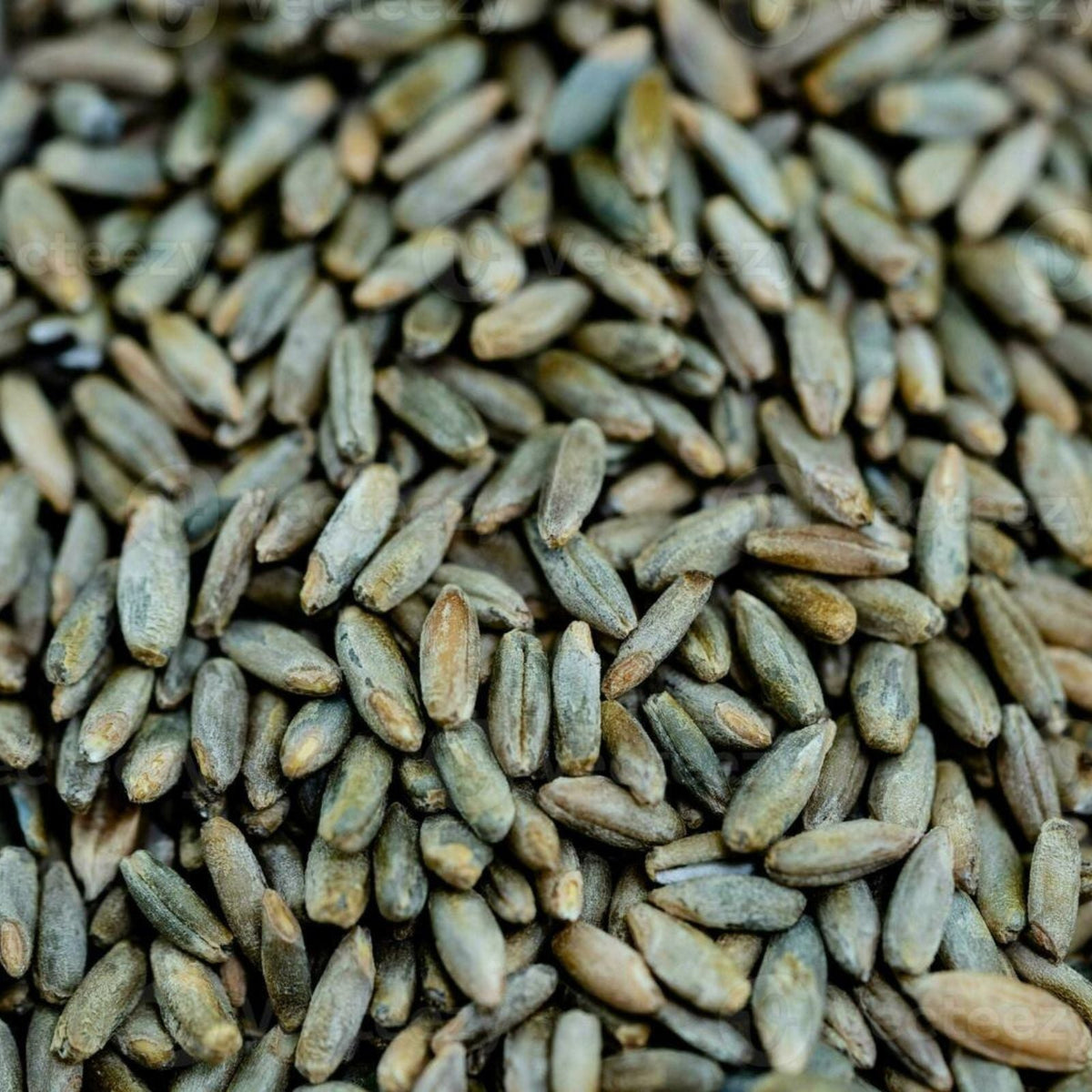Rye Berries 25 Pounds - High Fiber, High Iron - CZ Grain Signature Rye (Secale cereale) Whole Grain
