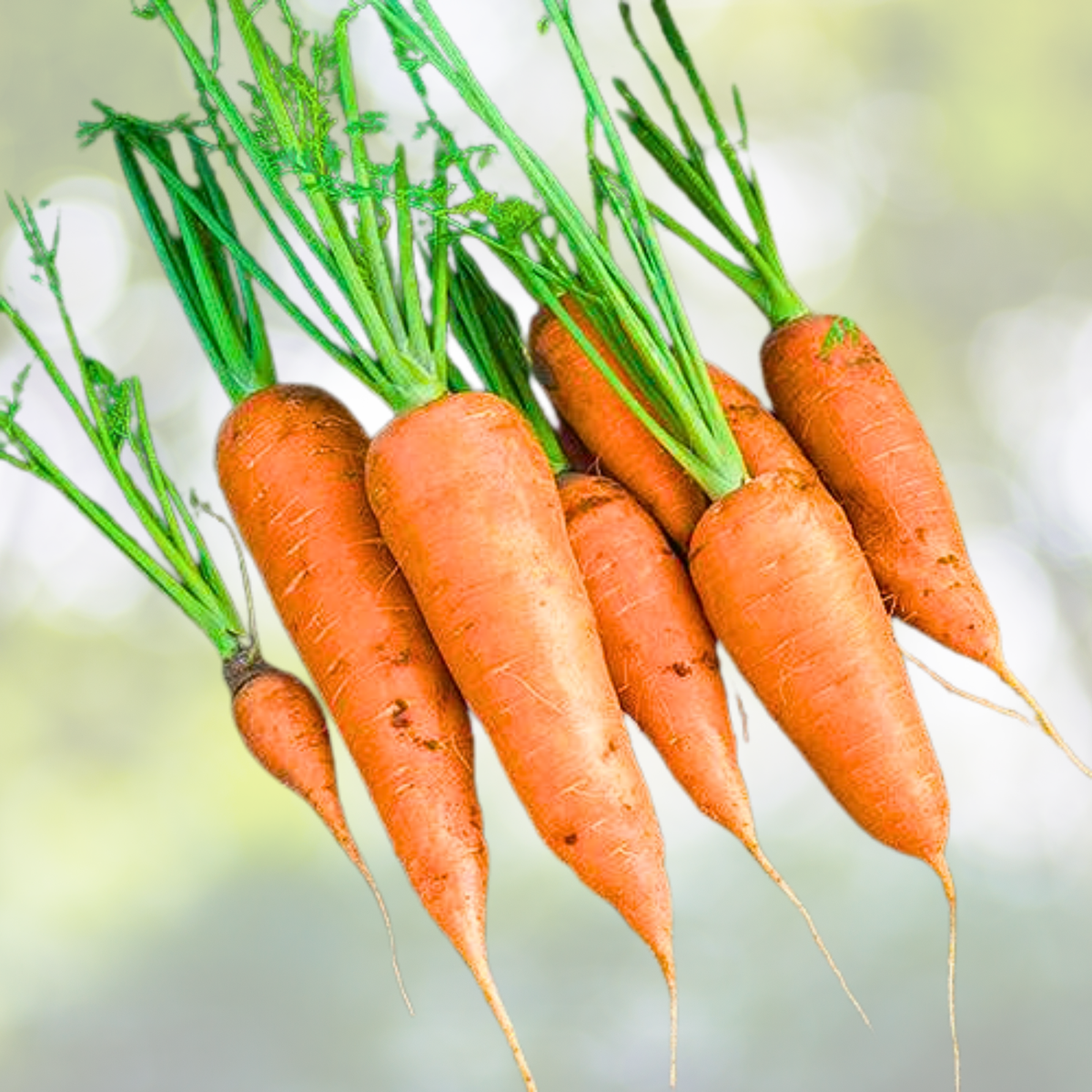 Organic Carrot Seeds 500 Count Chantenay Red Cored Heirloom Vegetable Daucus carota