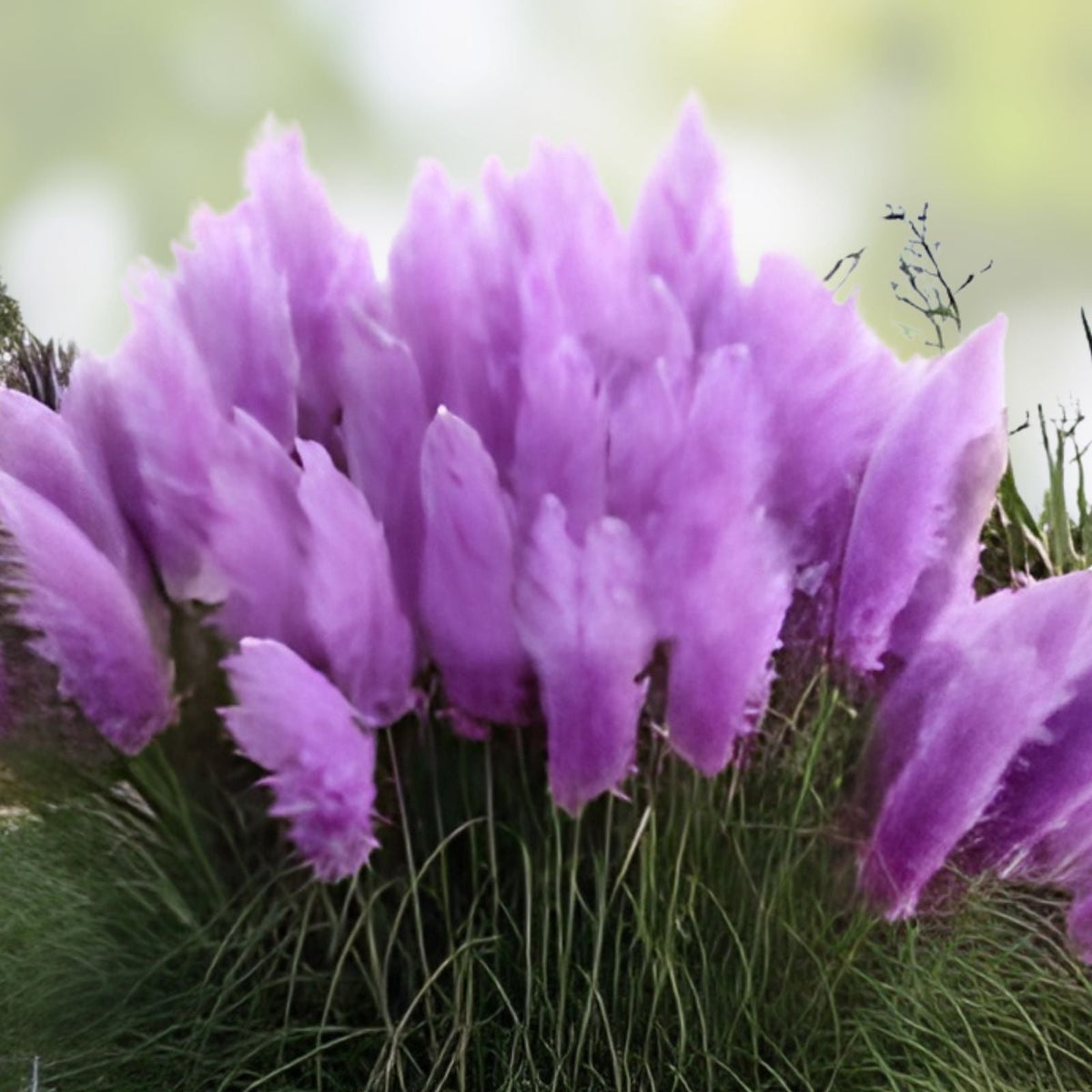 Purple Pampas Grass Plugs 3 Pack - Cortaderia selloana, Ornamental Grass, Dried Flower, Garden Plant, Indoor Outdoor