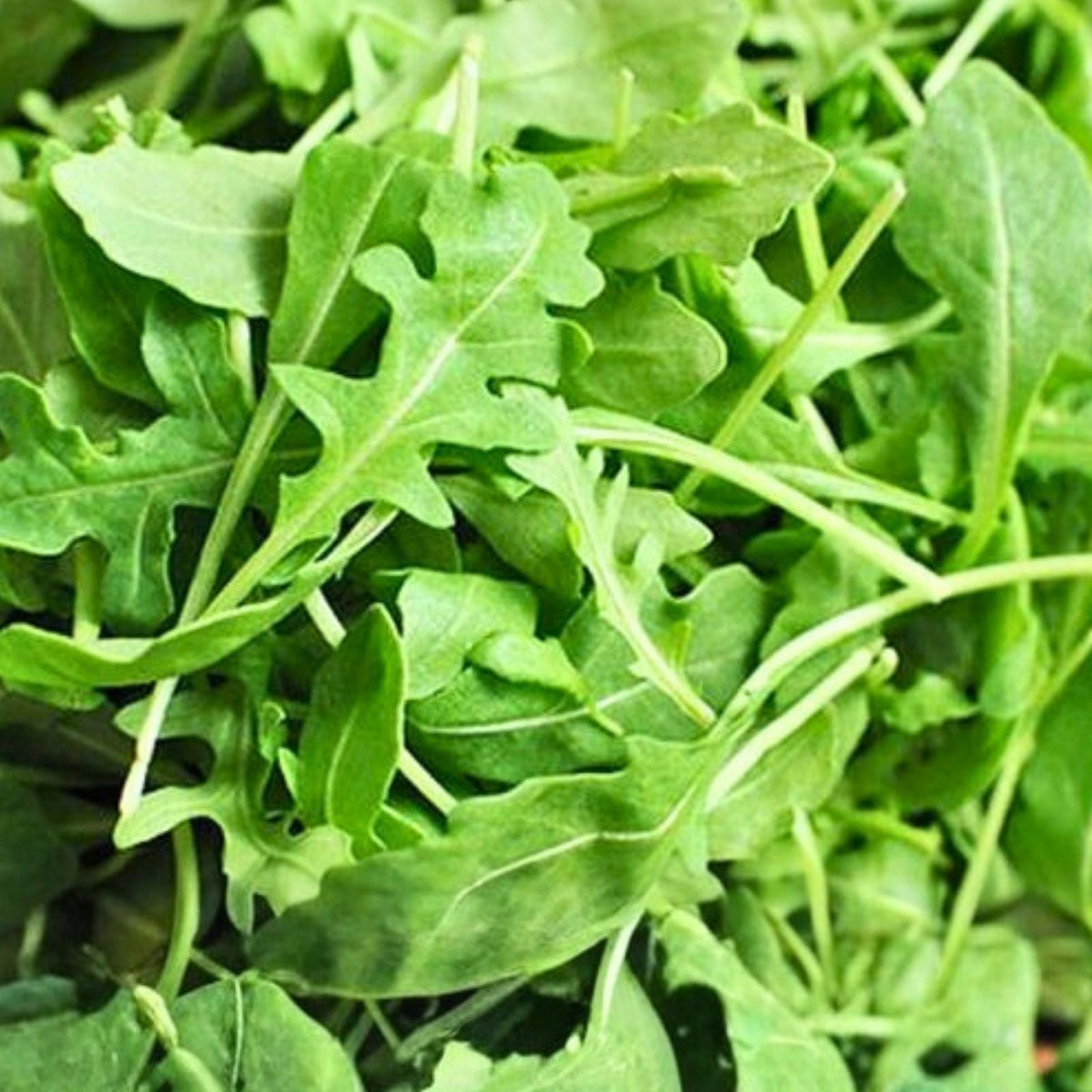 Arugula Seeds 500+ Heirloom Non-GMO Roquette Greens for Salad Garden Eruca sativa