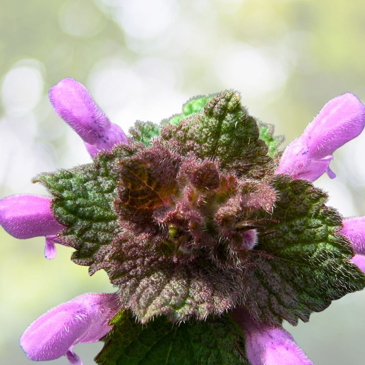 Organic Purple Dead Nettle Seeds Medicinal Herb Lamium Purpureum Archangel