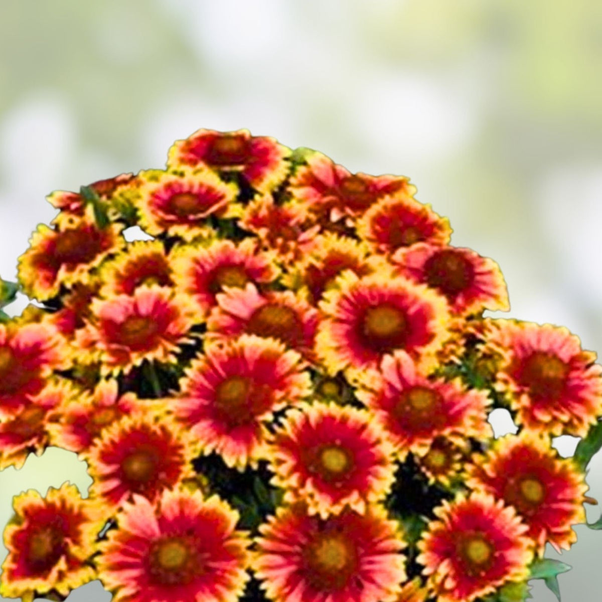 Arizona Sun Blanket Flower Seeds 100 Count Bright Large Blooms Gaillardia aristata Perennial Flower Seeds