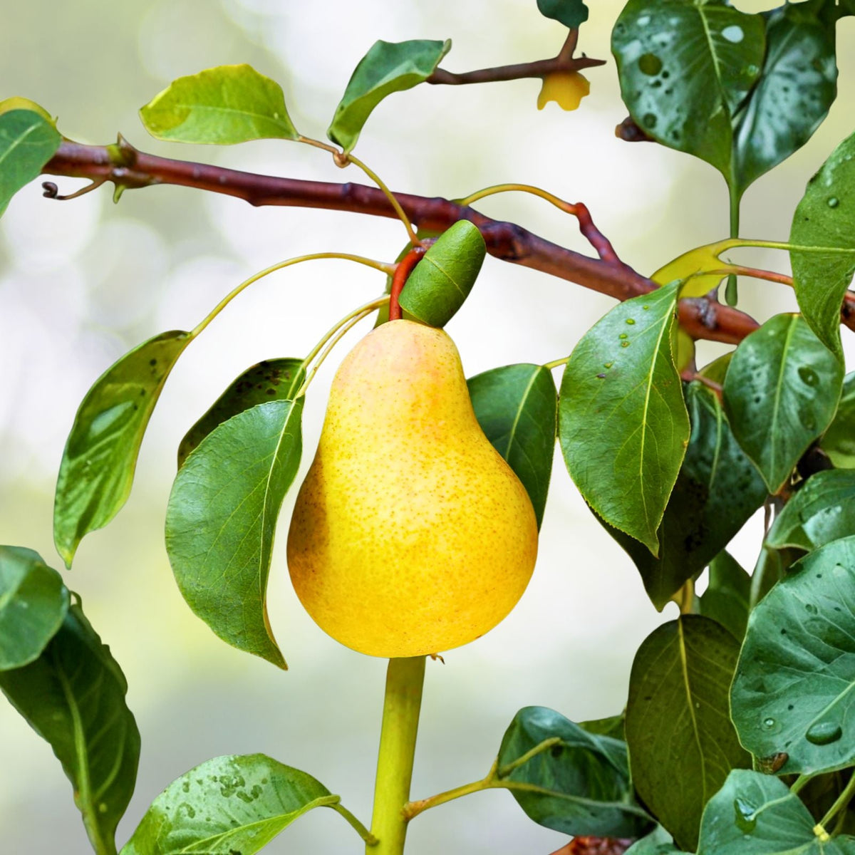 Kieffer Pear Tree Seeds 12+3 Free Hardy, Juicy, Self Pollinating, Pyrus communis x Pyrus pyrifolia