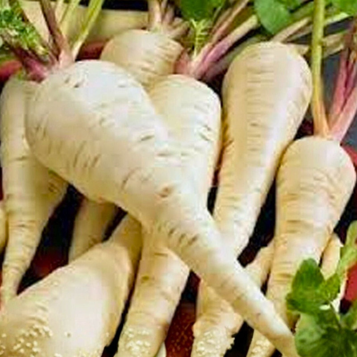 Parsnip Seeds 100 Count Harris Model Heirloom Non-GMO Pastinaca sativa Vegetable Gardening Supplies