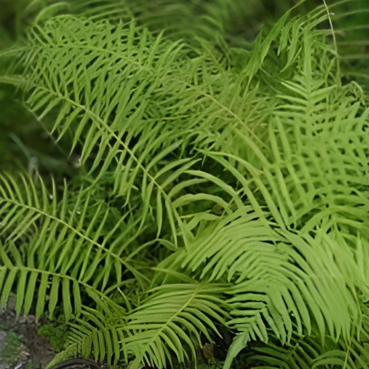 Kunth's Maiden Fern Live Plants 5-Pack - Thelypteris kunthii Southern Native Shade Fern for Garden and Indoor Decor