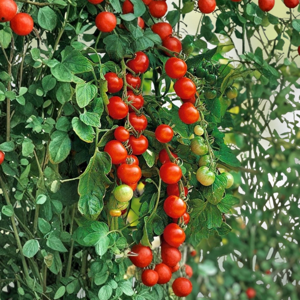 Sweet Cherry Tomato Seeds, Heirloom Non-GMO, 100+ Seeds for Home Gardens, Solanum lycopersicum