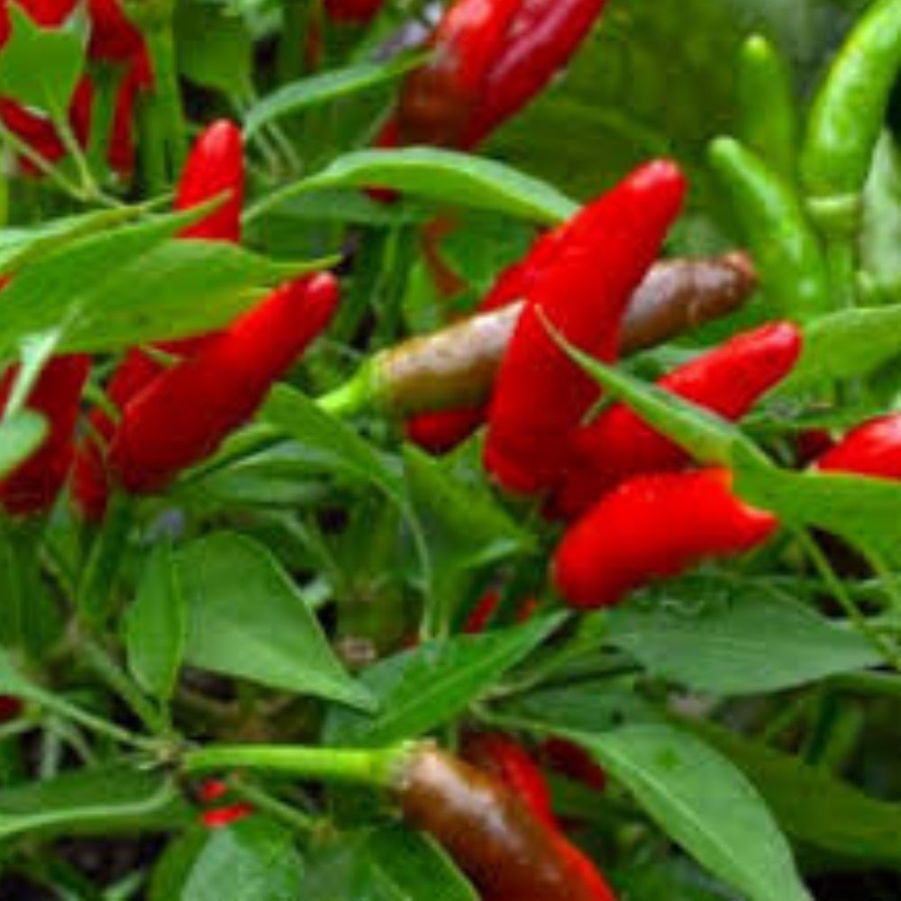 Bird's Eye Chili Seeds 500 Organic Capsicum annuum USA Grown Hot Pepper Seeds