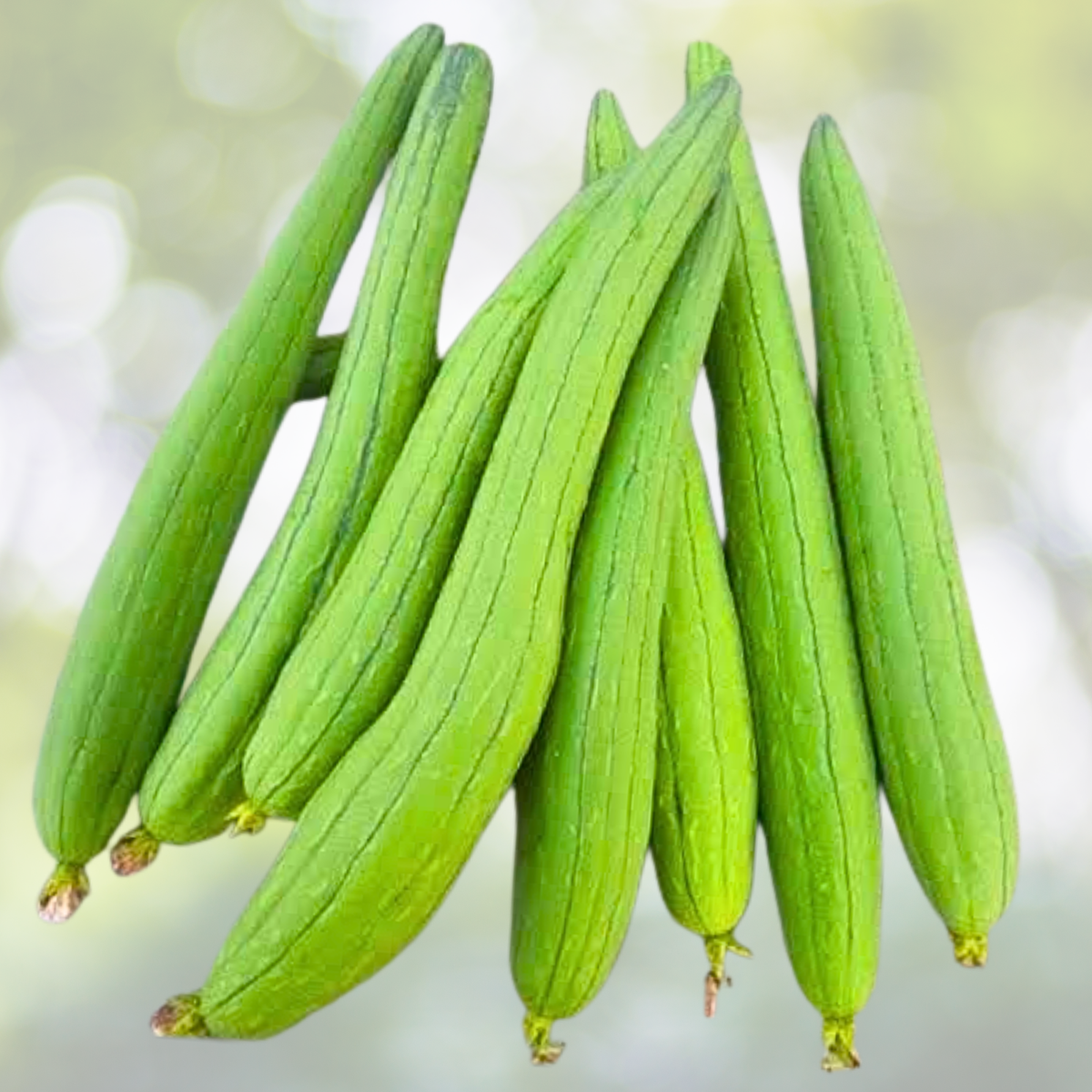 30pcs Luffa Gourd Seeds - Non-GMO Loofah Sponge Seeds - Ideal for Gardening and Sustainable Living - Luffa acutangula