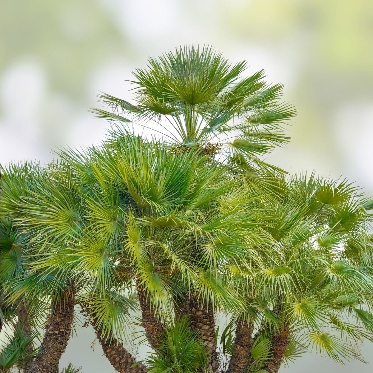 Mediterranean Fan Palm Tree 46" Tall, Chamaerops Humilis, 8-Year-Old Indoor/Outdoor Plant