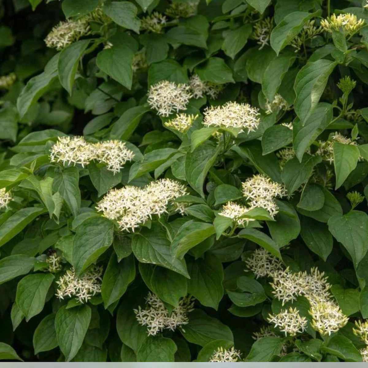 Silky Dogwood Plant 6 Inch Tall 4 Inch Pot Cornus Amomum Four Season Shrub Native Wetland Shrub