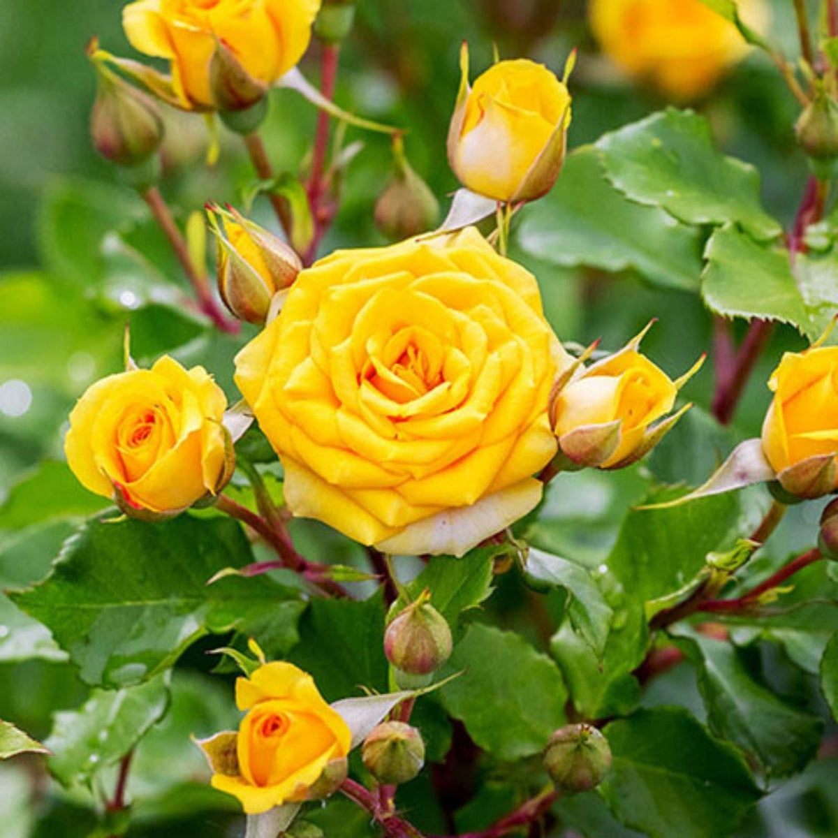 Yellow Rose Bush, 1-2 ft True Friendship Rosa, Hardy Garden Flower Plant, Full Sun, Zones 5-9