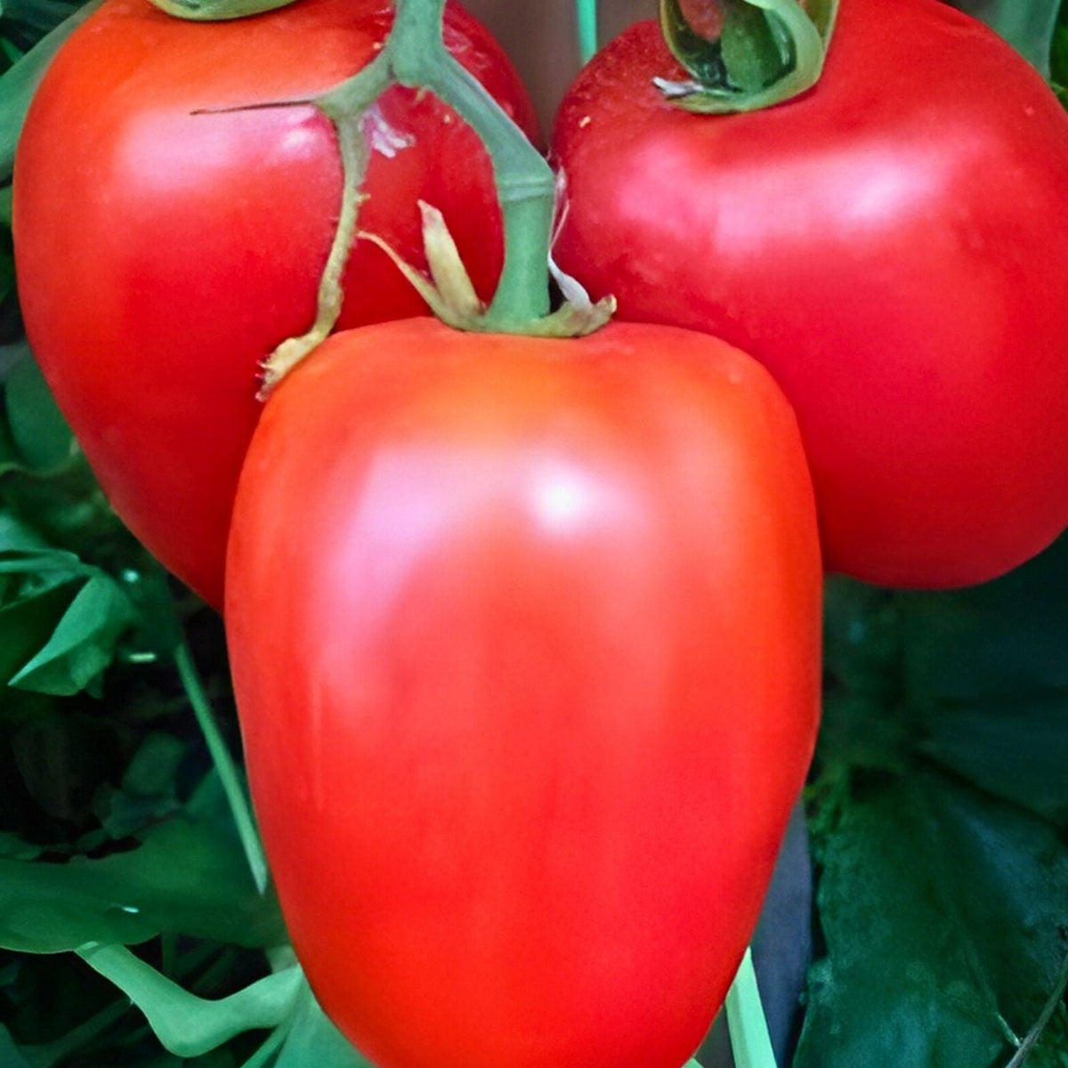 Heirloom Vegetable Seeds Collection - 10 Varieties - Non-GMO Organic Gardening Seeds for Home Garden
